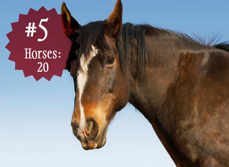 Horses